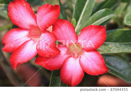 Adenium obesum (Adenium obesum, Adenium obesum, Adenium obesum, Adenium obesum, Adenium obesum) 87094355