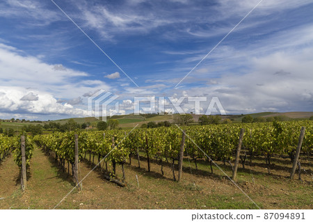Typical Tuscan landscape with vineyard near Montalcino, Tuscany, Italy Typical Tuscan landscape with vineyard near Montalcino, Tuscany, Italy 87094891