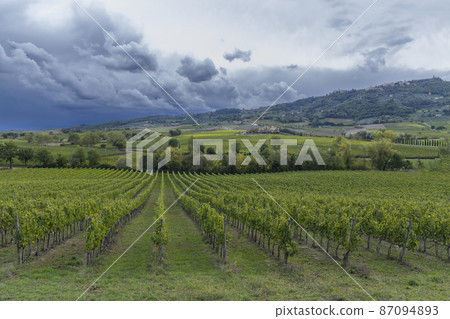 Typical Tuscan landscape with vineyard near Montalcino, Tuscany, Italy Typical Tuscan landscape with vineyard near Montalcino, Tuscany, Italy 87094893