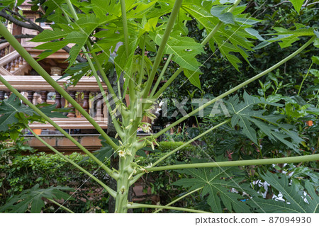 white papaya flower attached to the stem 87094930