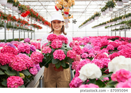 Front view portrait of smiling attractive young woman in white shirt and beige apron holding beautiful pink hydrangea in modern large greenhouse. Concept of preparation for sale. Front view portrait of smiling attractive young woman in white shirt and beige apron holding beautiful pink hydrangea in modern large greenhouse. Concept of preparation for sale. 87095094