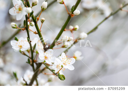blossom season background. white flowers on the branch in spring. beautiful tree in the garden. beauty in nature concept blossom season background. white flowers on the branch in spring. beautiful tree in the garden. beauty in nature concept 87095209