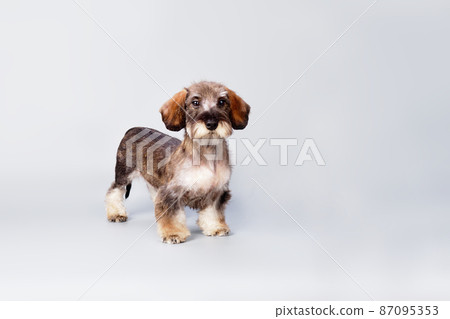 a wirehaired dachshund after grooming on a light background a wirehaired dachshund after grooming on a light background 87095353