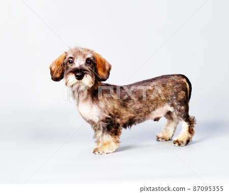A wirehaired dachshund standing on a light background side view A wirehaired dachshund standing on a light background side view 87095355