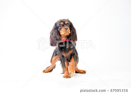 Charming cavalier Charles spaniel with well-groomed fur with a butterfly on his neck on a white background 87095358