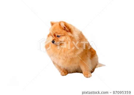 A red-haired pomeranian sits on a white isolated background 87095359