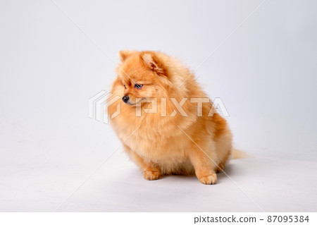 Pomeranian sits and looks away on a light background 87095384