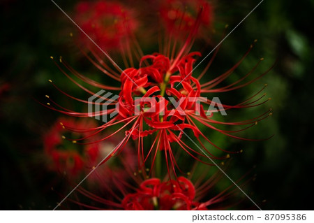 A pretty single-flowered man, Saka A pretty single-flowered man, Saka 87095386