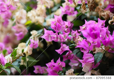 Bougainvillea 87095388