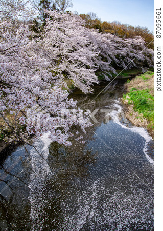 一排盛開的櫻花樹垂在河邊,花瓣散落在河面上 一排盛開的櫻花樹垂在河邊,花瓣散落在河面上 87095661