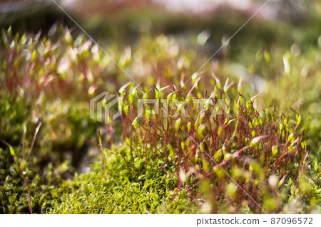 Macro shot of red stalks of moss with green spore capsules. Macro shot of red stalks of moss with green spore capsules. 87096572