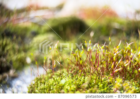 Macro shot of red stalks of moss with green spore capsules. Macro shot of red stalks of moss with green spore capsules. 87096573