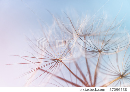 Abstract dandelion blowball background. Macrophotography of fluffy dandelion seeds. Abstract dandelion blowball background. Macrophotography of fluffy dandelion seeds. 87096588