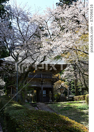 Bunpoji cherry blossoms Bunpoji cherry blossoms 87096616