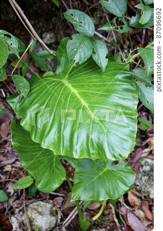 Miyakojima, Okinawa Prefecture Alocasia leaf up Miyakojima, Okinawa Prefecture Alocasia leaf up 87096692