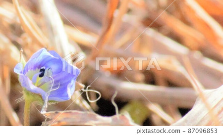 可以聽到春天腳步聲的波斯speedwell 可以聽到春天腳步聲的波斯speedwell 87096853
