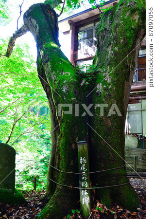 Tochiomata Onsen Komochi Sugi and Yakushido(新潟縣) Tochiomata Onsen Komochi Sugi and Yakushido(新潟縣) 87097056