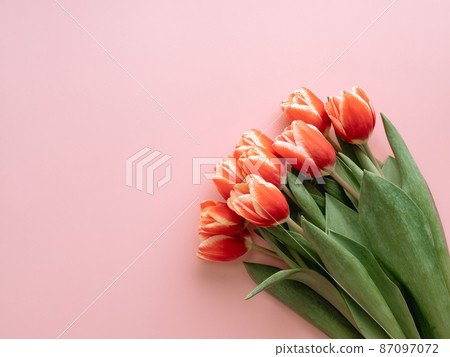 Bunch of red tulip on pink background 87097072