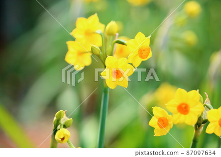 Yellow daffodil flower Talia Yellow daffodil flower Talia 87097634