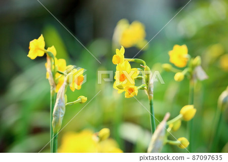 Yellow daffodil flower Talia Yellow daffodil flower Talia 87097635