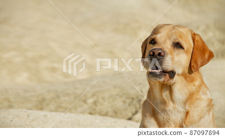 big dog fawn labrador retriever sits in desert on yellow sand on sunny day, close up big dog fawn labrador retriever sits in desert on yellow sand on sunny day, close up 87097894