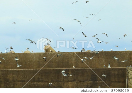 A flock of seabirds flying around at the port of Tango Peninsula, Kyotango City, Kyoto Prefecture A flock of seabirds flying around at the port of Tango Peninsula, Kyotango City, Kyoto Prefecture 87098059