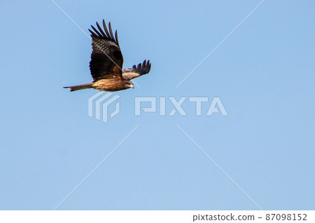 Flying flying 87098152