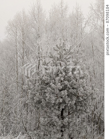 white scene landscape. snow covered trees white scene landscape. snow covered trees 87098184