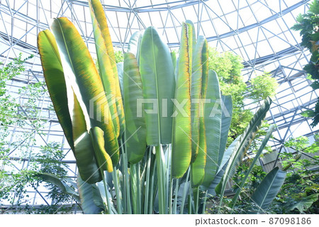 Ougibasho, Traveler Tree, Tabibitonoki Ougibasho, Traveler Tree, Tabibitonoki 87098186