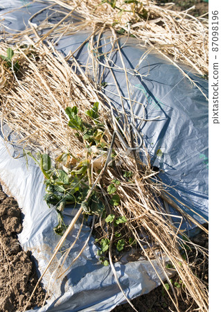 Spring is right there in the kitchen garden Spring is right there in the kitchen garden 87098196