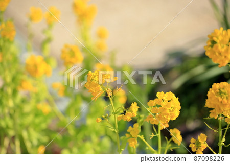 強姦開花 強姦開花 87098226