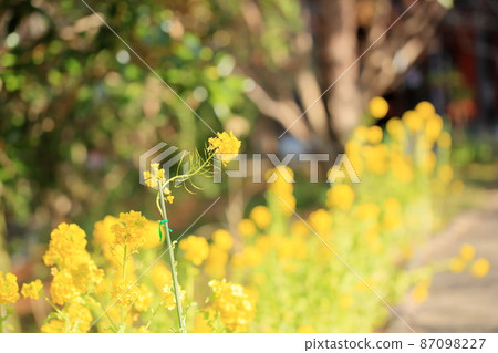 強姦開花 強姦開花 87098227