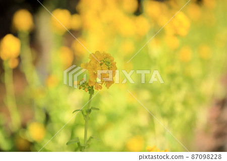 強姦開花 強姦開花 87098228