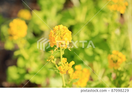 強姦開花 強姦開花 87098229
