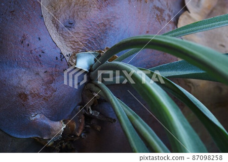 Staghorn ferns Staghorn ferns 87098258