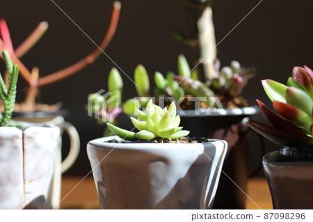 多汁植物 87098296
