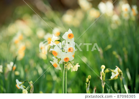 水仙花花 87098305