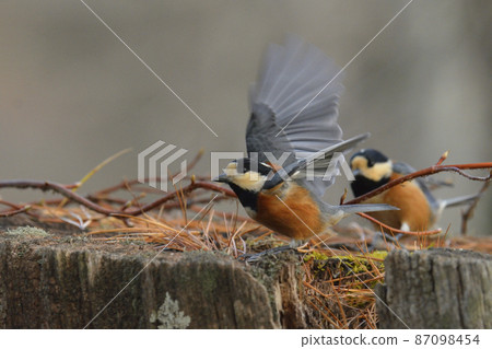 向前 向前 87098454