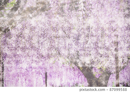 Illustration of white urna wisteria in Ichijima-cho, Hyogo prefecture digitally processed wisteria in the wind 87099588
