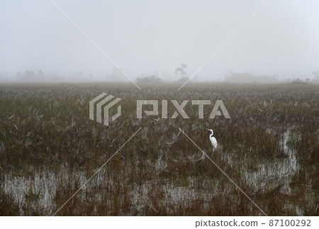 Great egret amidst field of dew covered spider webs in Everglades National Park. Great egret amidst field of dew covered spider webs in Everglades National Park. 87100292