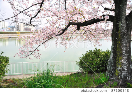 琵琶池水邊公園的櫻花 87100548