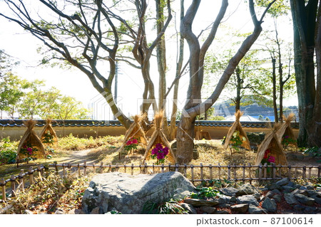 Winter peony protected by a tiled wall and a straw hat 87100614