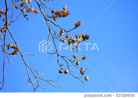 Lilywood (Hantenbok) with many fruits 87100930