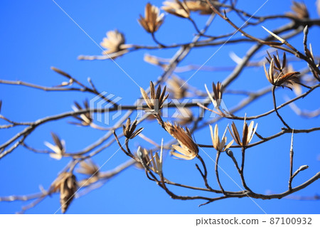 Lilywood (Hantenbok) with many fruits 87100932