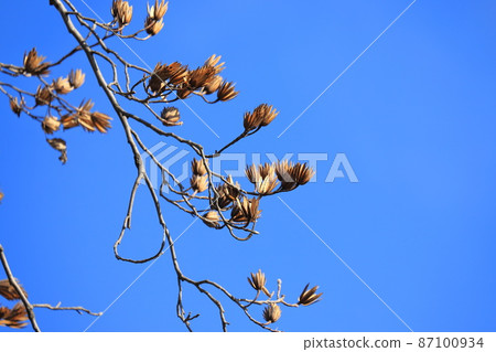 Lilywood (Hantenbok) with many fruits Lilywood (Hantenbok) with many fruits 87100934