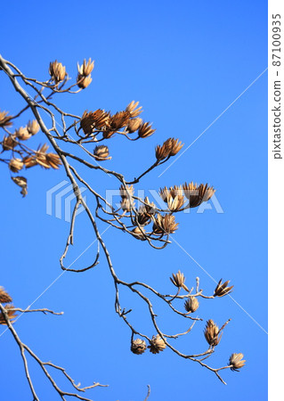 Lilywood (Hantenbok) with many fruits 87100935