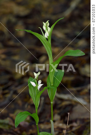 Ginran (Shiretoko, Hokkaido) 87101033