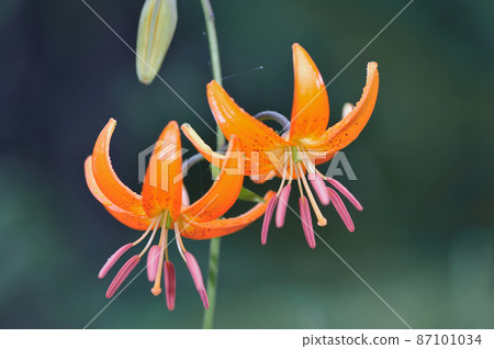Car lily flower (Tsurui Village, Hokkaido) 87101034