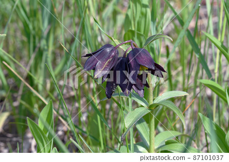 Kuroyuri (Koshimizu Town, Hokkaido) 87101037
