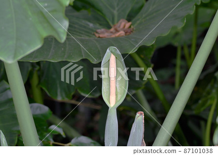 Alocasia flower (Ishigaki City, Okinawa Prefecture) Alocasia flower (Ishigaki City, Okinawa Prefecture) 87101038